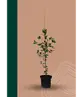 Steineiche | Quercus ilex