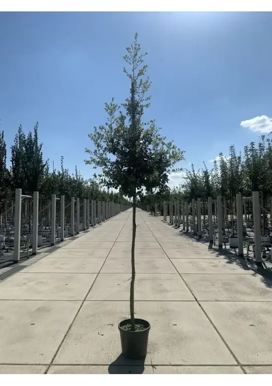 Steineiche | Quercus ilex