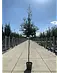 Steineiche | Quercus ilex