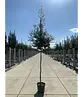 Steineiche | Quercus ilex