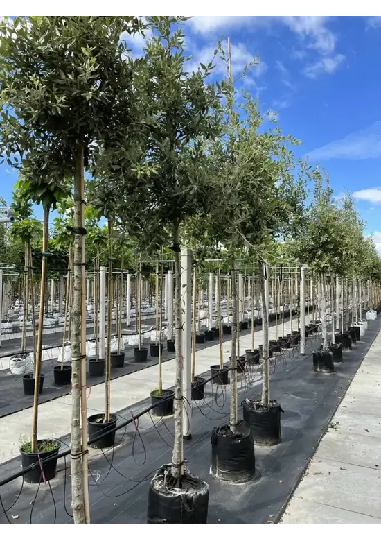 Steineiche | Quercus ilex