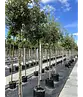 Steineiche | Quercus ilex