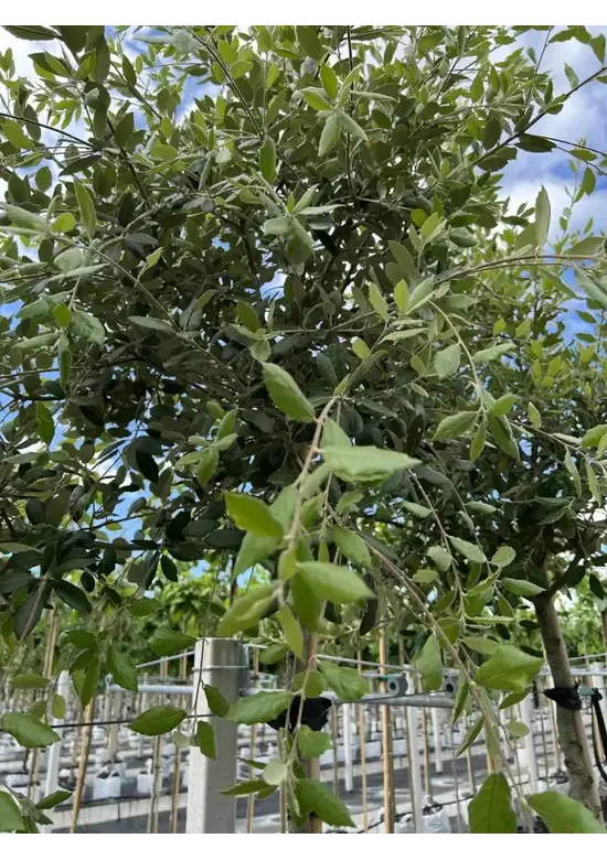 Steineiche | Quercus ilex
