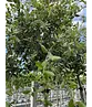 Steineiche | Quercus ilex