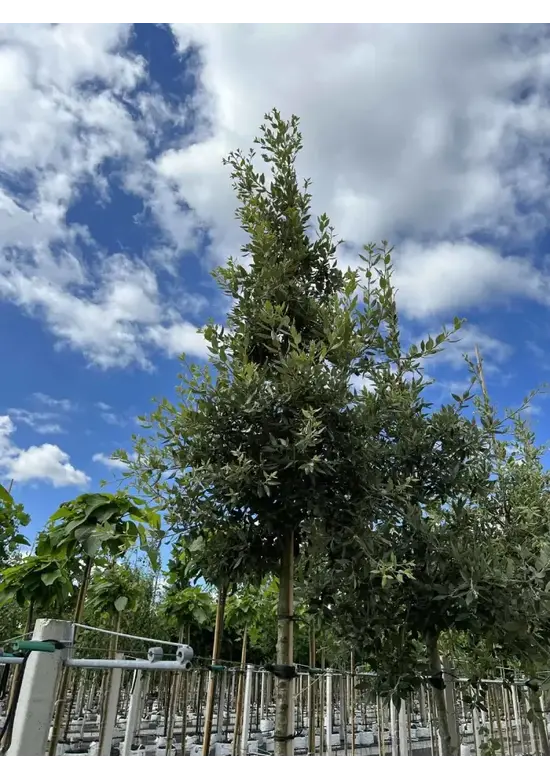 Steineiche | Quercus ilex