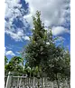 Steineiche | Quercus ilex