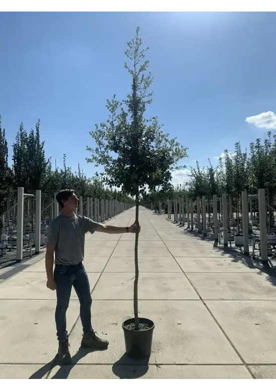 Steineiche | Quercus ilex
