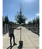 Steineiche | Quercus ilex
