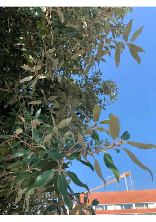 Steineiche | Quercus ilex