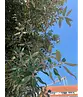 Steineiche | Quercus ilex
