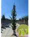 Säulenhainbuche Stammbusch | Carpinus betulus 'Fastigiata'