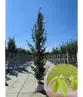 Säulenhainbuche Stammbusch | Carpinus betulus 'Fastigiata'