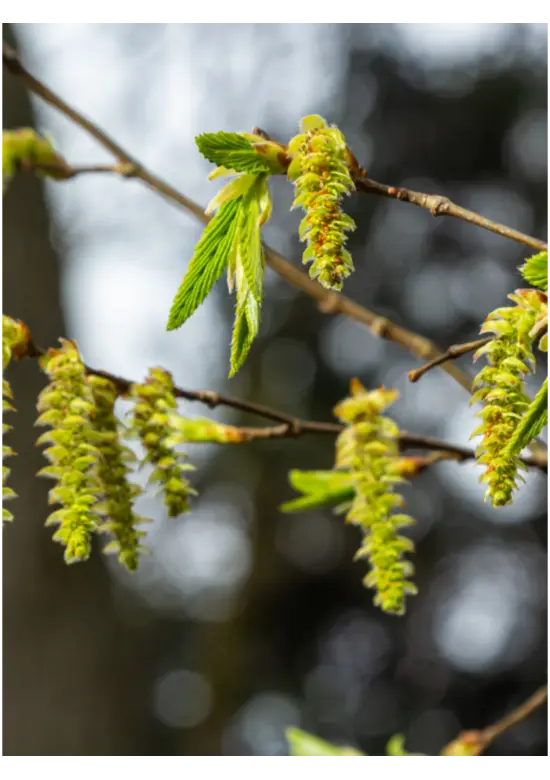 Säulenhainbuche Stammbusch | Carpinus betulus 'Fastigiata'