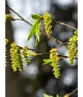 Säulenhainbuche Stammbusch | Carpinus betulus 'Fastigiata'