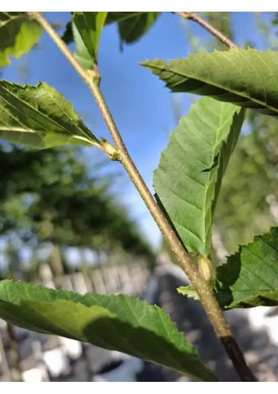 Säulenhainbuche Stammbusch | Carpinus betulus 'Fastigiata'
