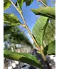 Säulenhainbuche Stammbusch | Carpinus betulus 'Fastigiata'