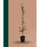 Säulenhainbuche Stammbusch | Carpinus betulus 'Fastigiata'