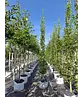 Säulenhainbuche Stammbusch | Carpinus betulus 'Fastigiata'
