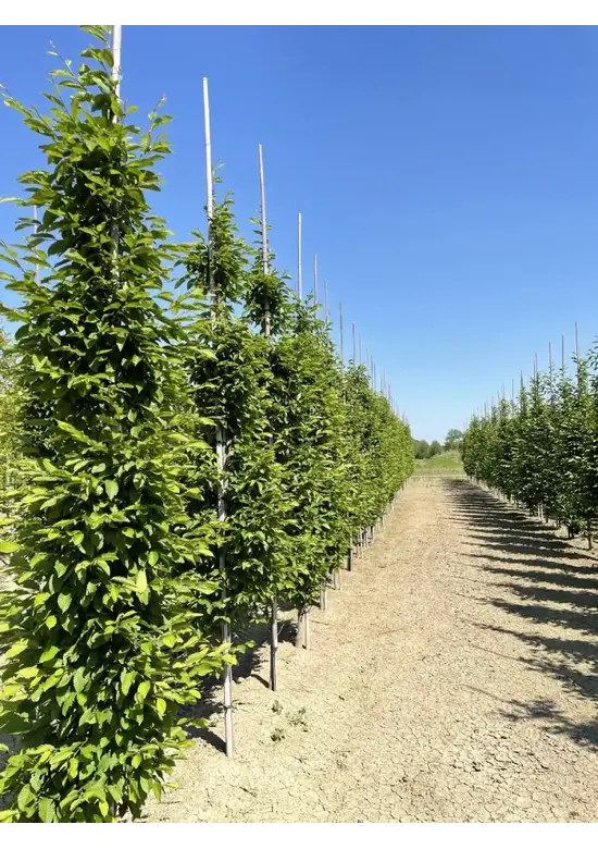 Säulenhainbuche Stammbusch | Carpinus betulus 'Fastigiata'