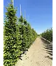 Säulenhainbuche Stammbusch | Carpinus betulus 'Fastigiata'