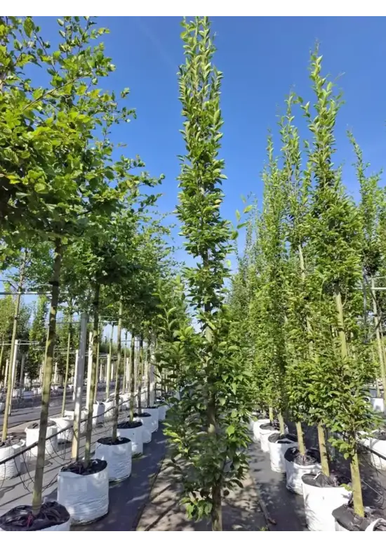 Säulenhainbuche Stammbusch | Carpinus betulus 'Fastigiata'