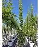 Säulenhainbuche Stammbusch | Carpinus betulus 'Fastigiata'