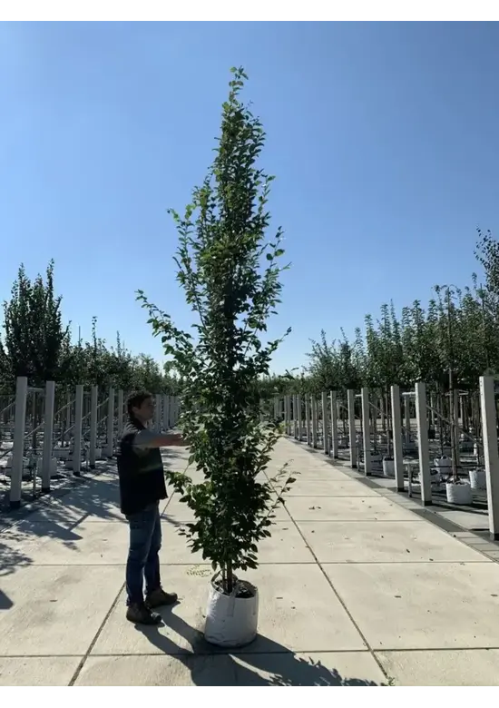Säulenhainbuche Stammbusch | Carpinus betulus 'Fastigiata'