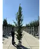 Säulenhainbuche Stammbusch | Carpinus betulus 'Fastigiata'