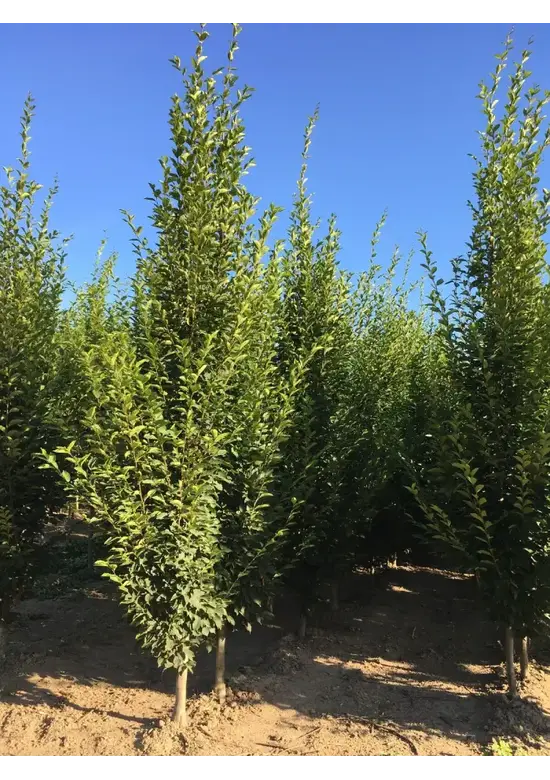 Säulenhainbuche Stammbusch | Carpinus betulus 'Fastigiata'