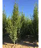 Säulenhainbuche Stammbusch | Carpinus betulus 'Fastigiata'