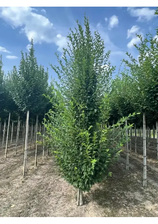 Säulenhainbuche Stammbusch | Carpinus betulus 'Fastigiata'