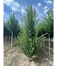 Säulenhainbuche Stammbusch | Carpinus betulus 'Fastigiata'