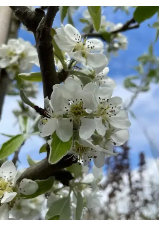 Weidenblättrige Birne Hochstamm | Pyrus salicifolia 'Pendula'