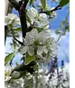 Weidenblättrige Birne Hochstamm | Pyrus salicifolia 'Pendula'