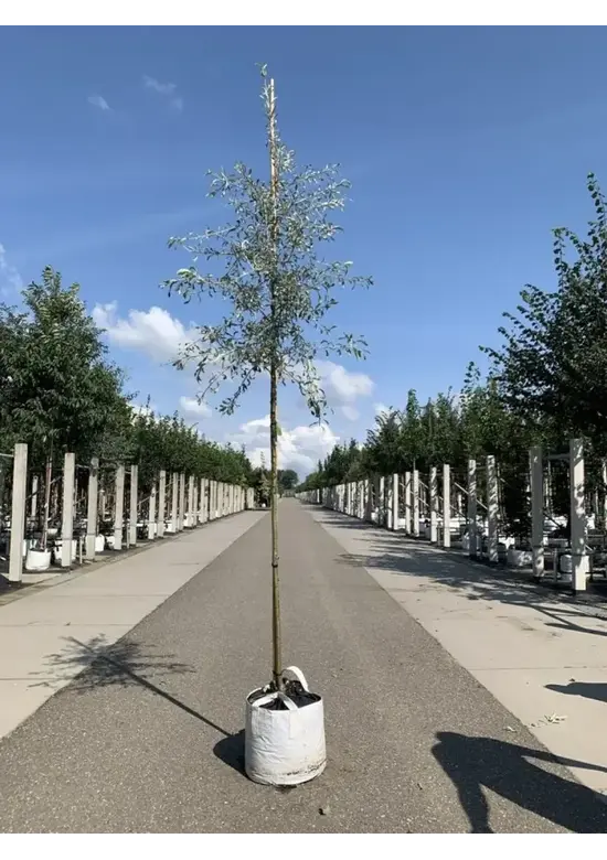 Weidenblättrige Birne Hochstamm | Pyrus salicifolia 'Pendula'