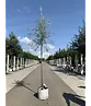 Weidenblättrige Birne Hochstamm | Pyrus salicifolia 'Pendula'
