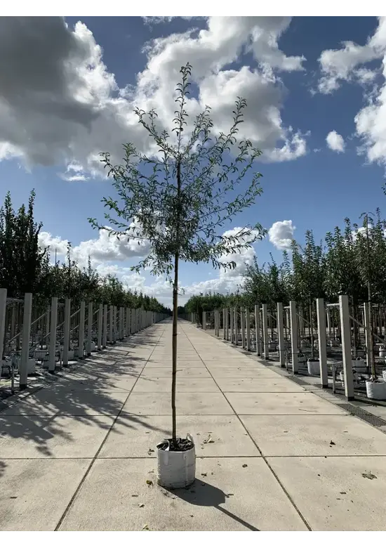 Weidenblättrige Birne Hochstamm | Pyrus salicifolia 'Pendula'