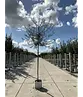 Weidenblättrige Birne Hochstamm | Pyrus salicifolia 'Pendula'