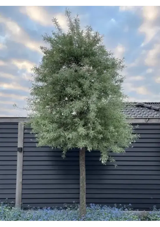 Weidenblättrige Birne Hochstamm | Pyrus salicifolia 'Pendula'