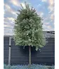 Weidenblättrige Birne Hochstamm | Pyrus salicifolia 'Pendula'