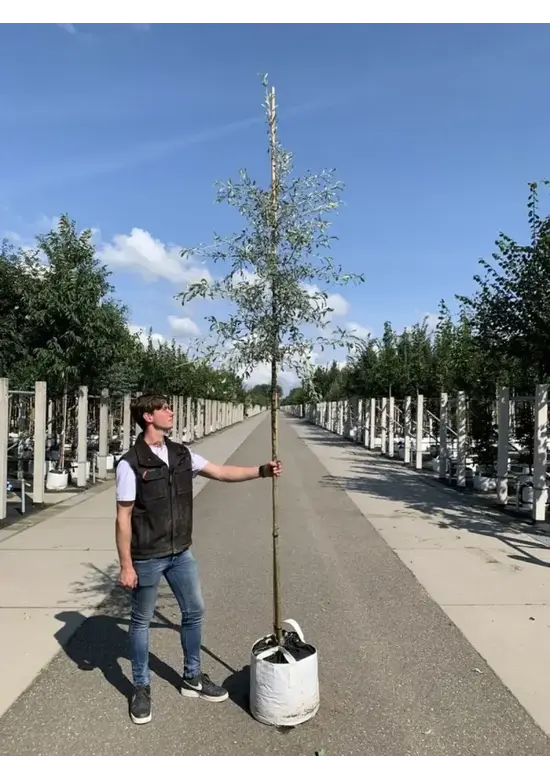 Weidenblättrige Birne Hochstamm | Pyrus salicifolia 'Pendula'