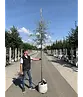 Weidenblättrige Birne Hochstamm | Pyrus salicifolia 'Pendula'
