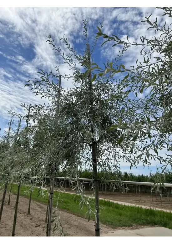 Weidenblättrige Birne Hochstamm | Pyrus salicifolia 'Pendula'
