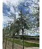 Weidenblättrige Birne Hochstamm | Pyrus salicifolia 'Pendula'