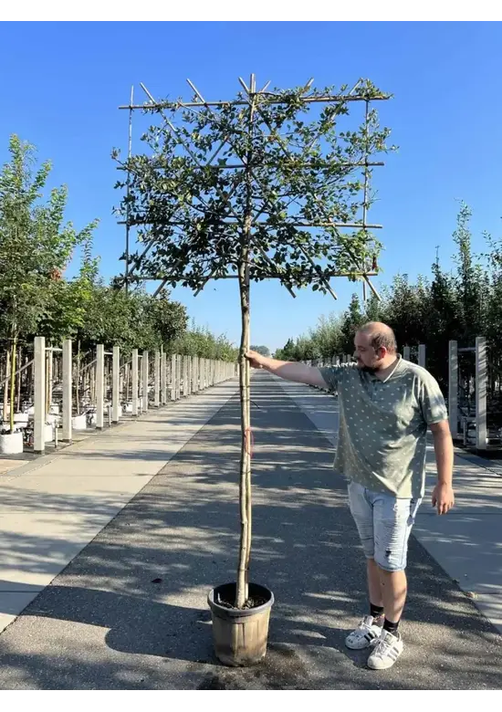 Steineiche Spalierbaum | Quercus Ilex