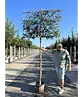 Steineiche Spalierbaum | Quercus Ilex