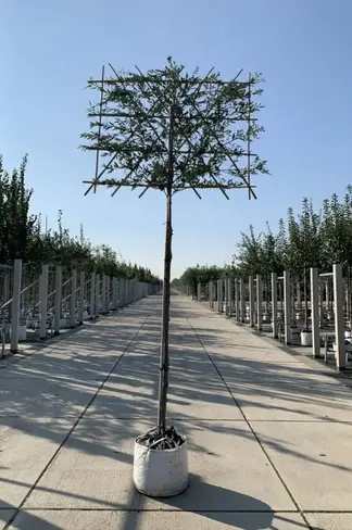 Steineiche Spalierbaum | Quercus Ilex