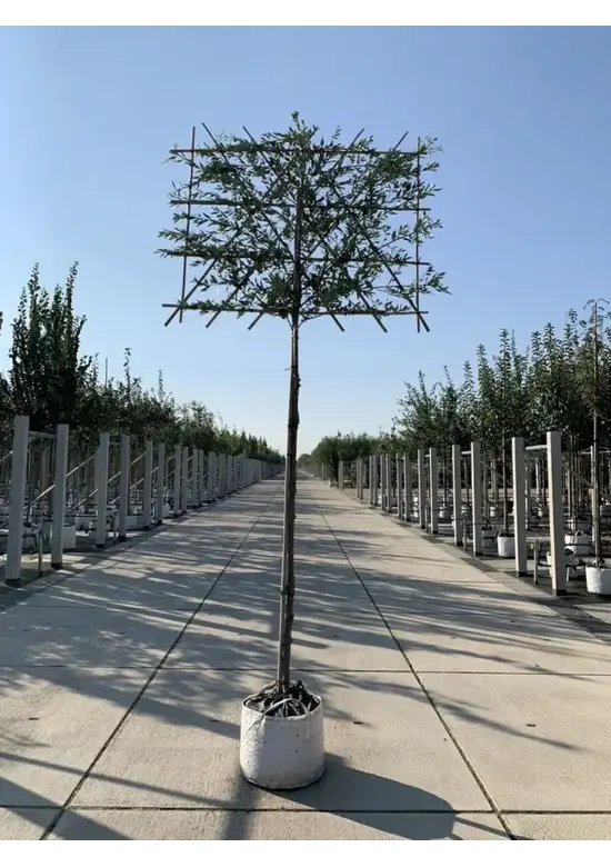 Steineiche Spalierbaum | Quercus Ilex