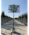Steineiche Spalierbaum | Quercus Ilex