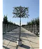 Steineiche Spalierbaum | Quercus Ilex